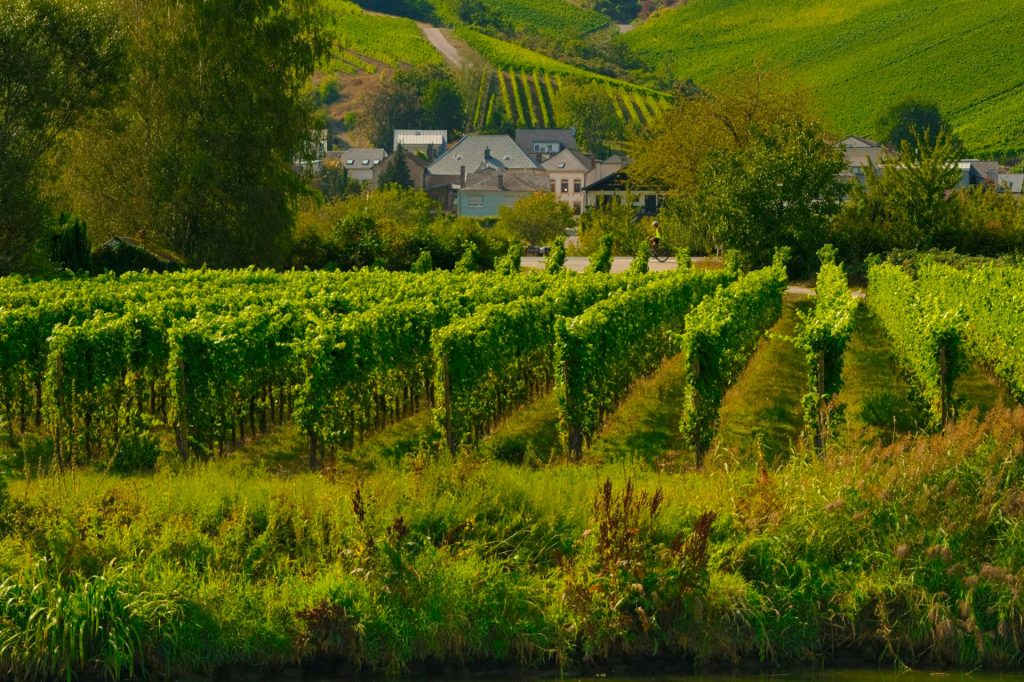 Vignobes, photo par Gabor Koszegi / unsplash